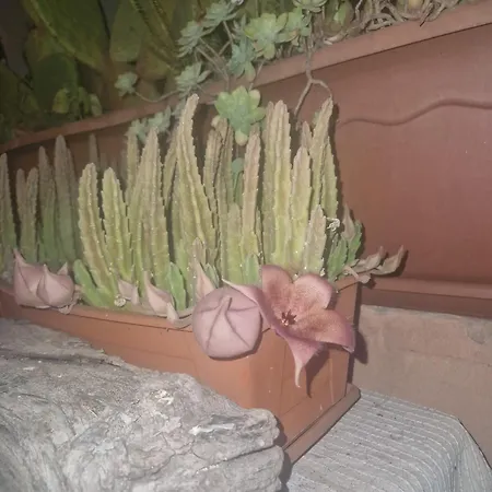 La Casa Di Melina - Book & Lovely Terrace Apartment *